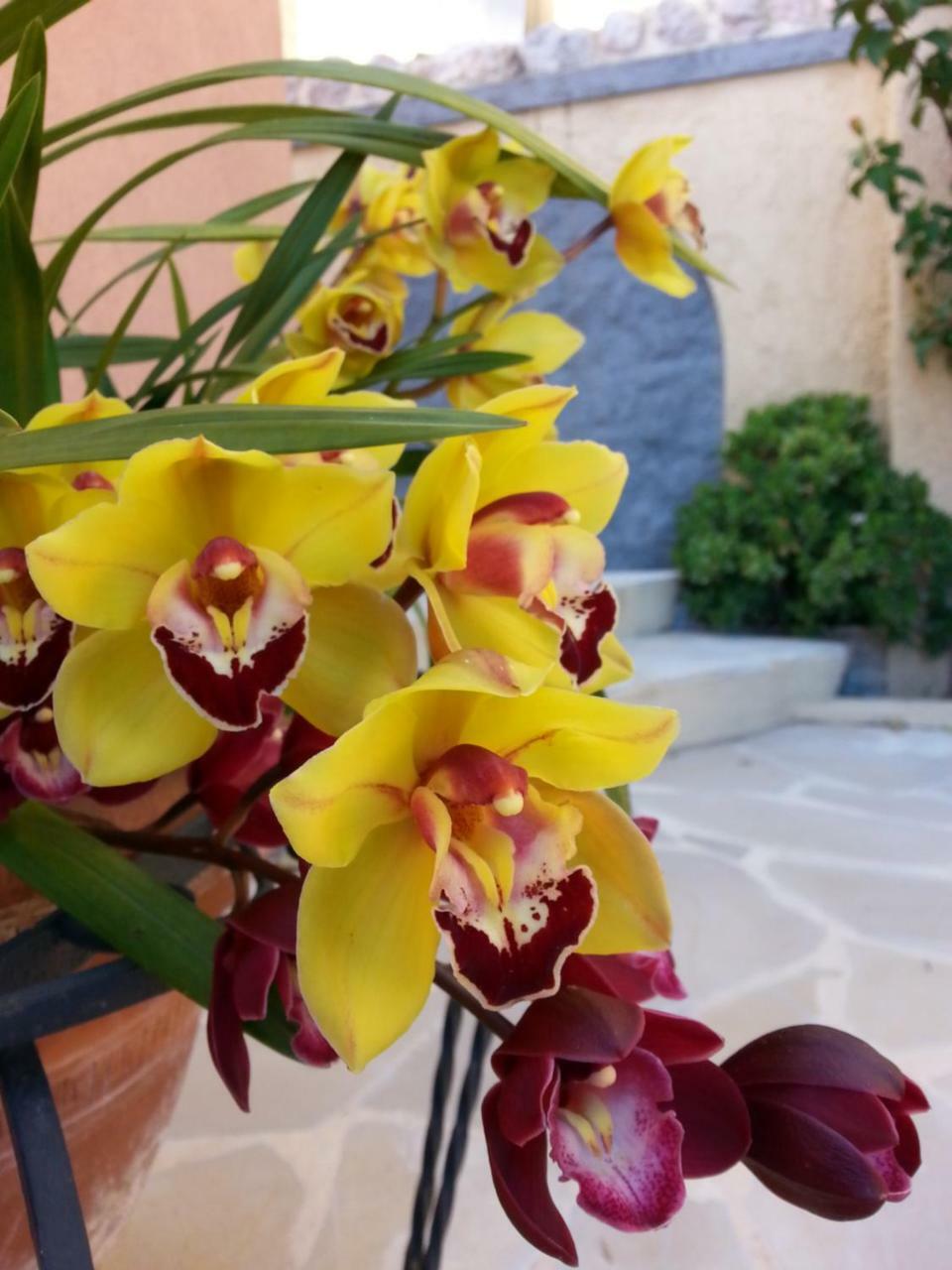 Les Citronniers D'Azur Villa Menton Buitenkant foto